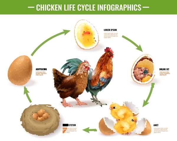 母鸡孵化小鸡的过程