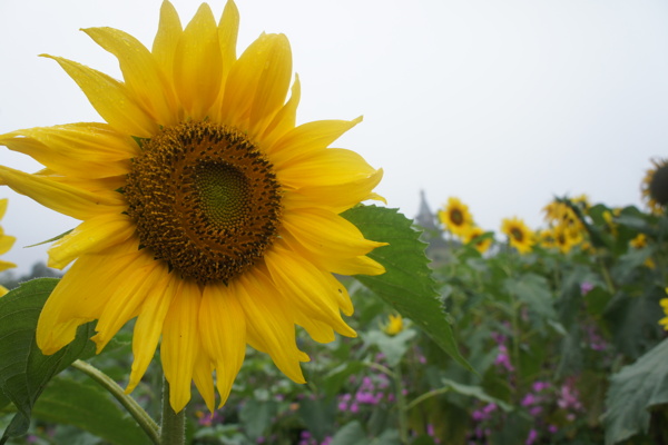 太阳花