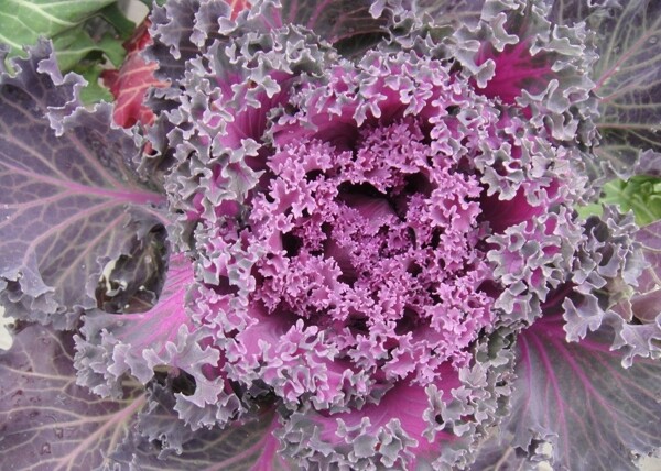 包菜花紫花图片