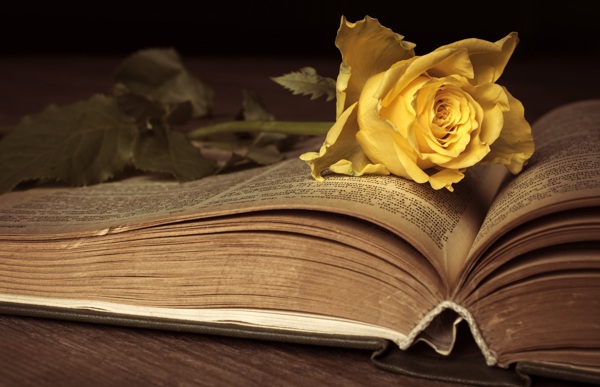 黄玫瑰翻开的旧书本