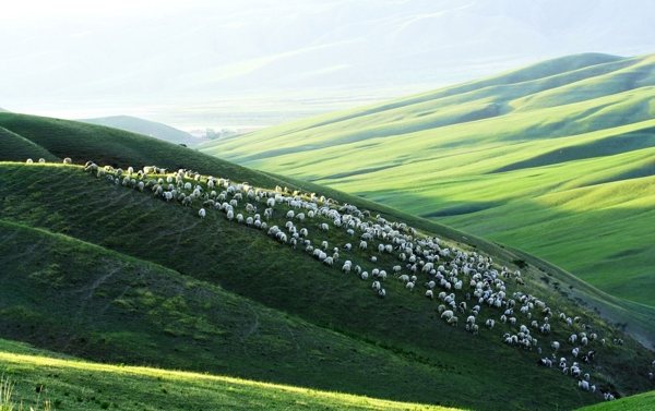 皇城草原牧羊图片