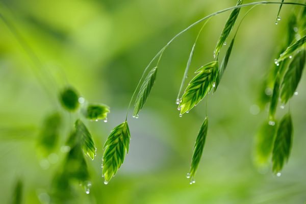 雨露图片