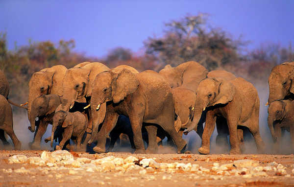 一群大象图片