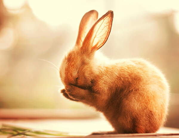 温馨画面可爱的小兔子