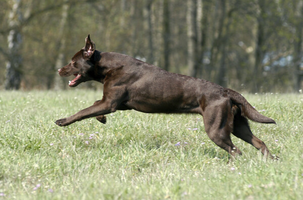 在草地上奔跑的黑狗