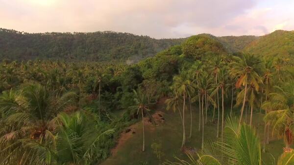 飞越棕榈树印度尼西亚