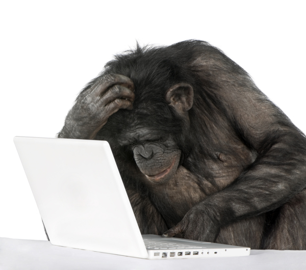 玩电脑的猩猩图片