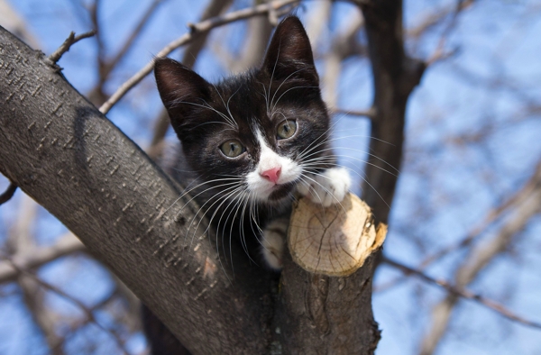 爬到树上的小猫