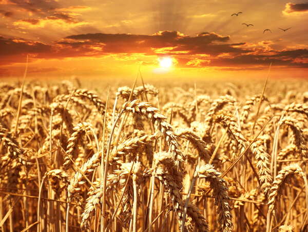金黄成熟的麦子