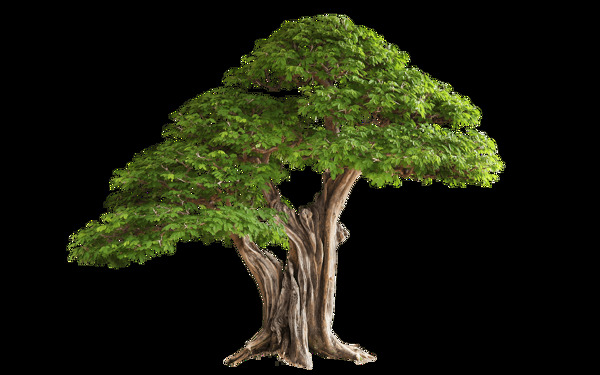 绿色大树图片免抠png透明图层素材