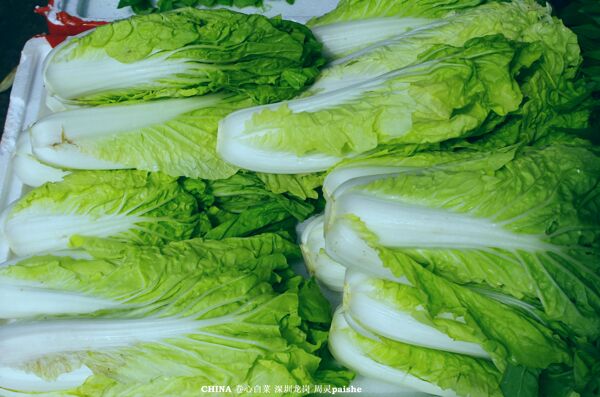白菜蔬菜卷心菜图片