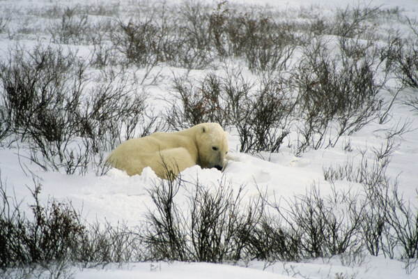 雪地上的北极熊图片