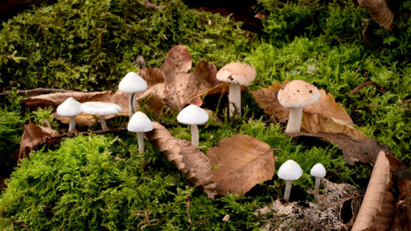 蘑菇菌类视频素材