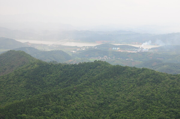 森林树木风景