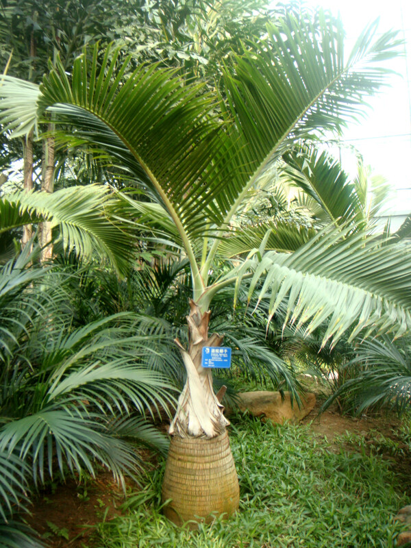 热带植物酒瓶椰子图片