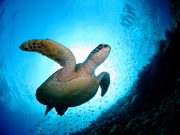 海底游着的乌龟
