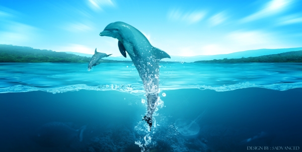 淘宝海洋海豚海水素材效果图片