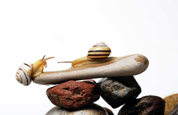 石头堆上的蜗牛图片