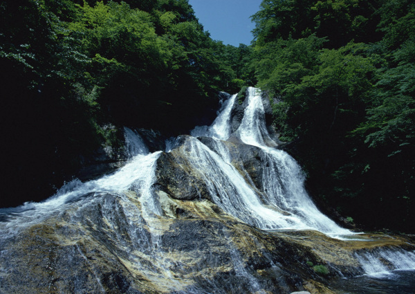 树植物水风景