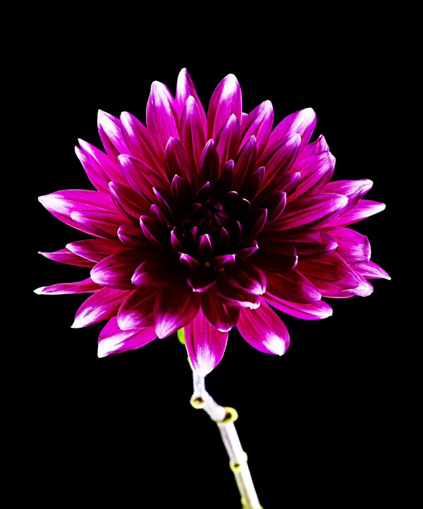 位图植物花朵写实花卉免费素材