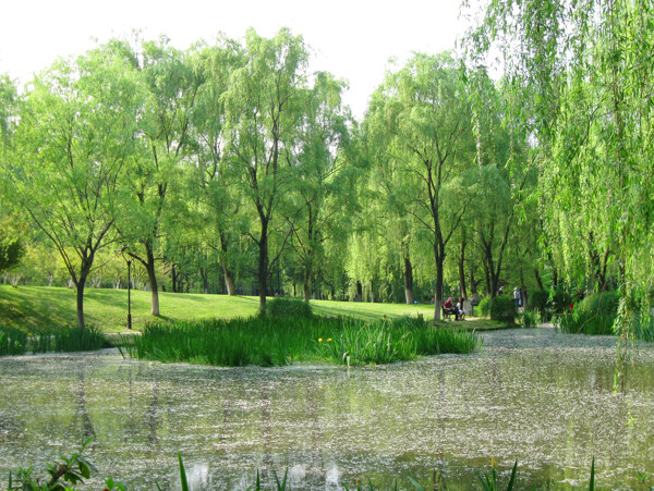 湿地公园水体整治柳树