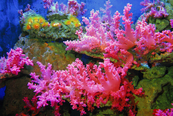 红鸡冠珊瑚