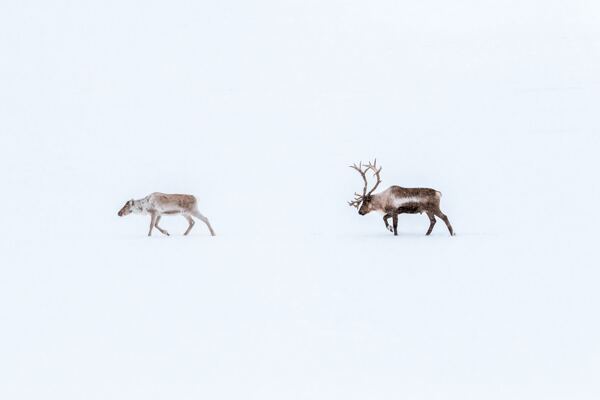 雪地中行进的麋鹿