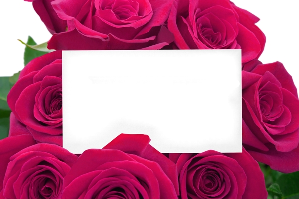 玫瑰花与卡片图片