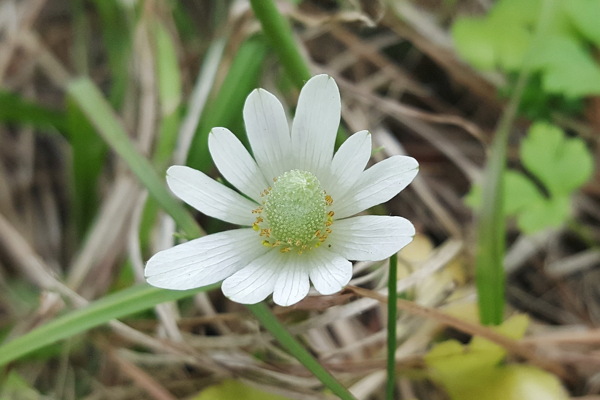 白色银莲花图片