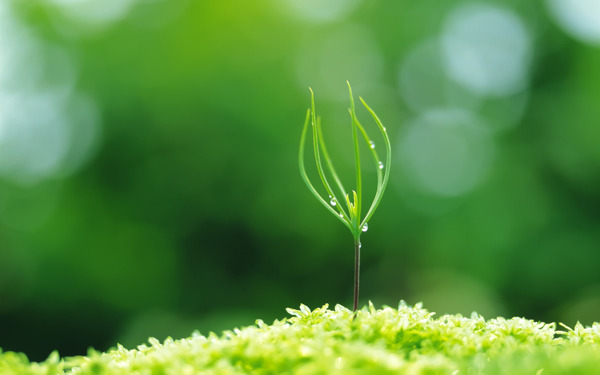 写意生长小草