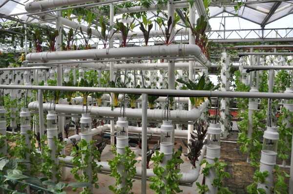 植物工厂蔬菜图片
