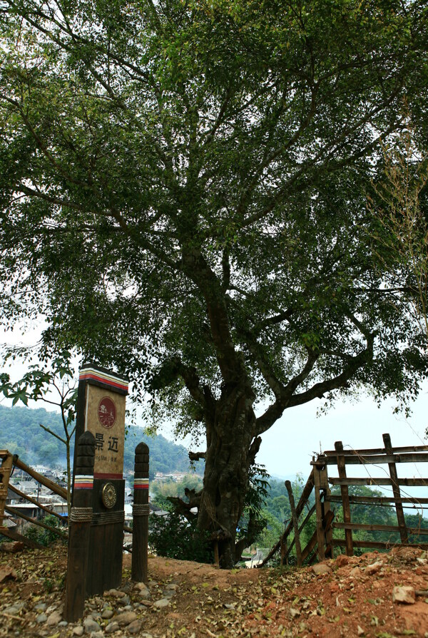 景迈古树景观摄影图片