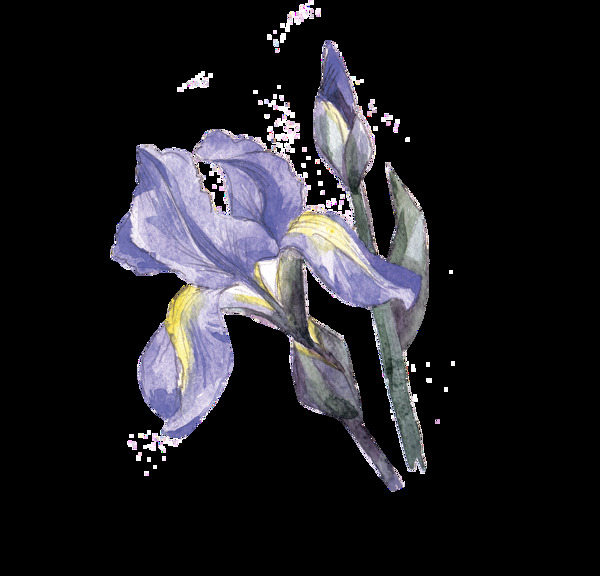 手绘一朵紫色花png透明素材