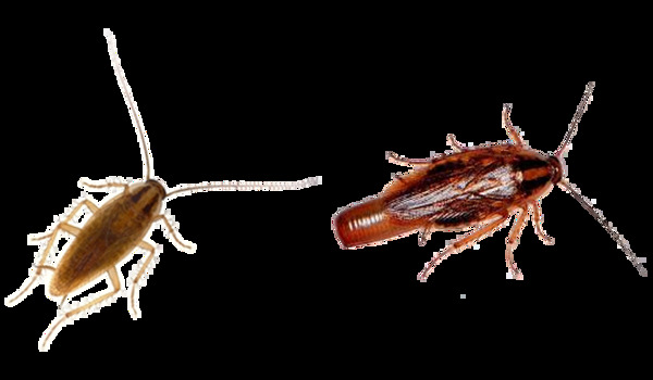 蟑螂图片免抠png透明图层素材