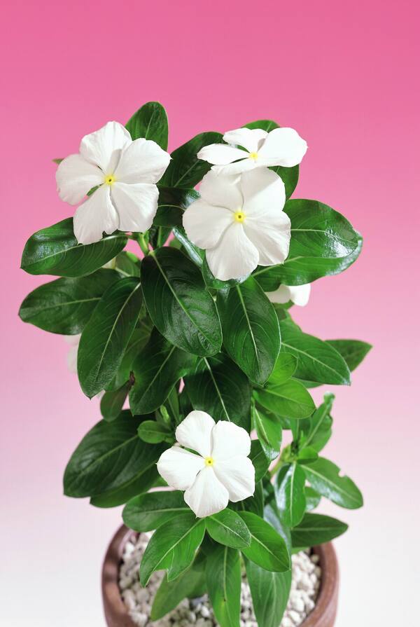 盆花白色花