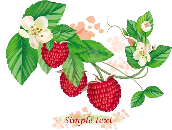 树莓矢量1