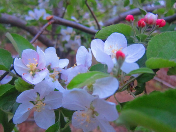 苹果花图片