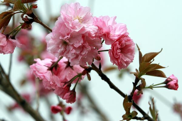 樱花图片