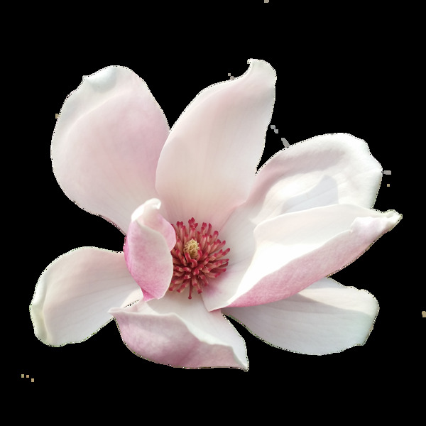 高清真实粉色的玉兰花