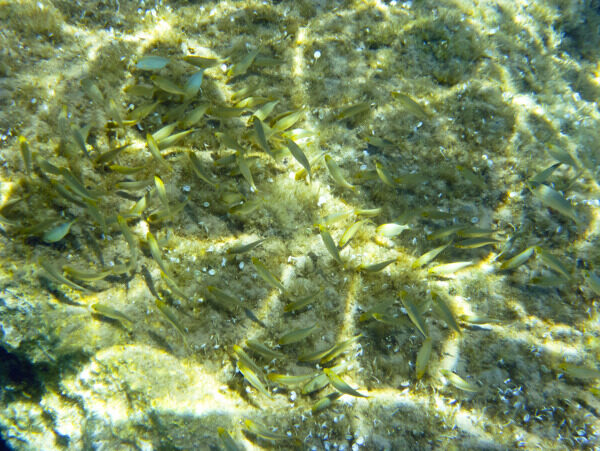 在爱琴海的水下