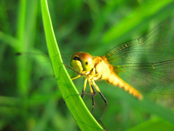 黄蜻蜓近景图片