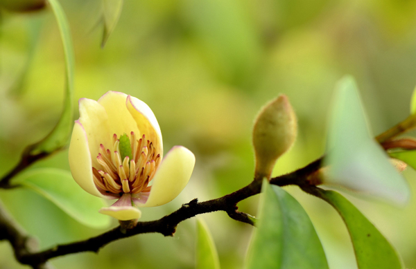 含笑花图片