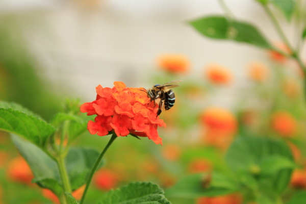 蜜蜂站在花朵上图片