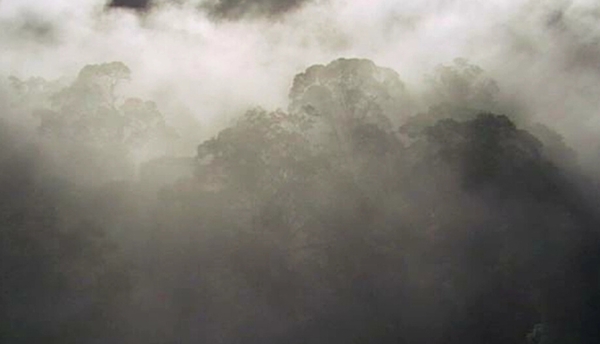 森林晨雾视频