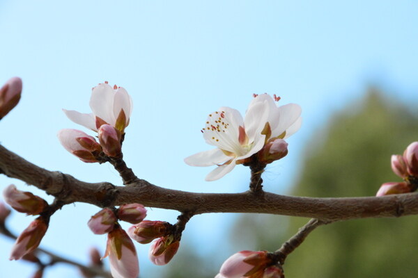 山桃花