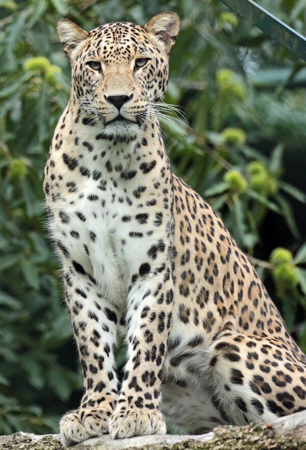 豹子豹猎豹野生豹子野生