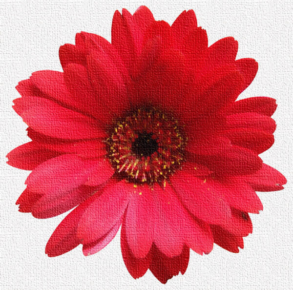 红色雏菊