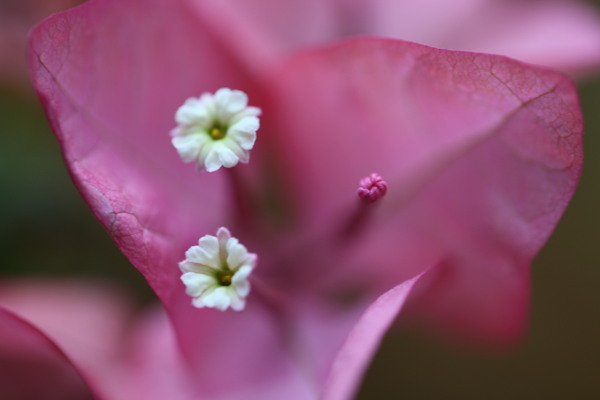 三角梅的花蕊