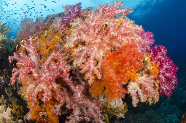 海洋生物摄影