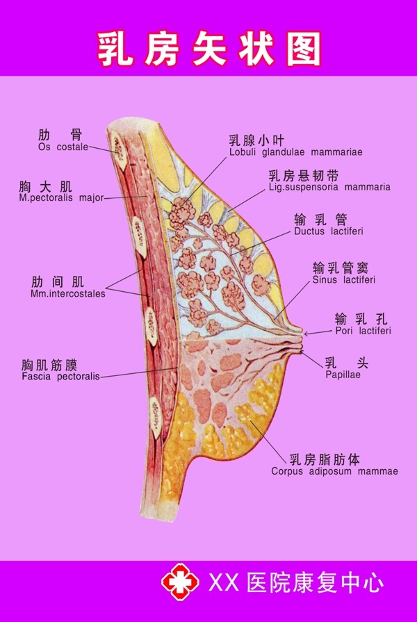 乳房矢状图图片